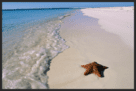 A star fish is on the beach near the water.